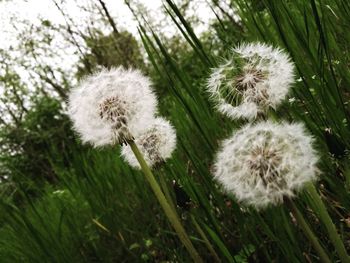 Close-up of dandelion