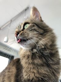 Close-up of a cat looking away