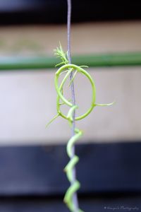 Close-up of plant against blurred background