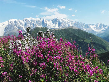 Pink flowering plants in mountains against sky