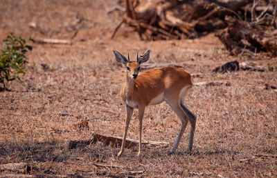 Deer standing on field