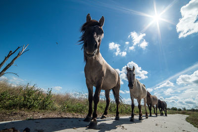 Low angle view of horse standing against sky