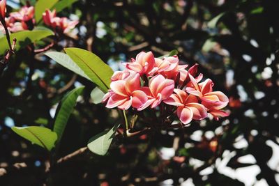 Close-up of pink flowering plant