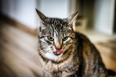 Close-up portrait of tabby cat