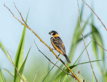 Bird perching on wall