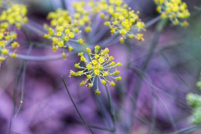 Close-up of flowering plant