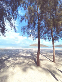 Trees on beach against sky