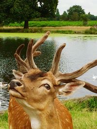 Deer on field by trees