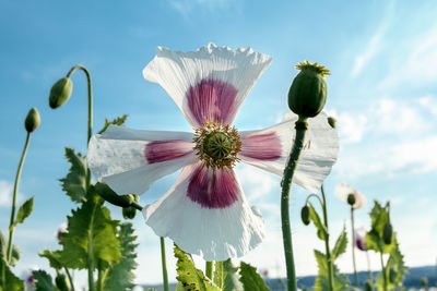 Close-up of flowering plant against sky