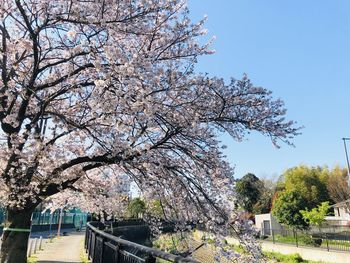 Cherry blossom tree against sky