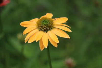 Close-up of yellow flower