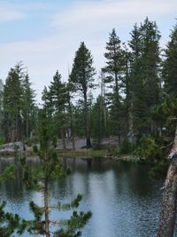 Scenic view of lake in forest against sky