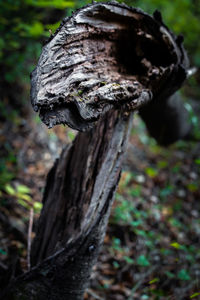 Close-up of mushroom growing on tree trunk