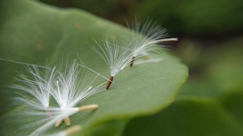 Close-up of insect on leaf