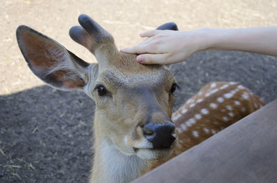 Close-up of hand feeding deer