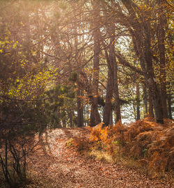 Trees in forest during autumn