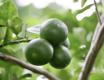 Close-up of fruits on tree