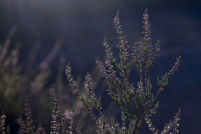 Close-up of firework display on plant