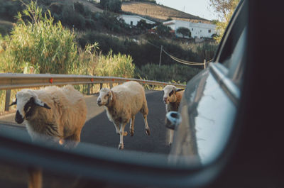 Sheep walking on road reflecting in car side-view mirror