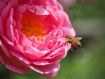 Close-up of bee on pink rose