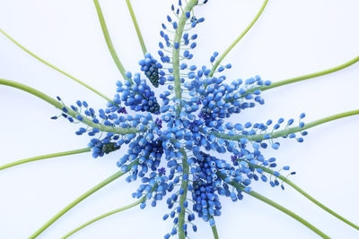 Close-up of flowering plant against blue sky