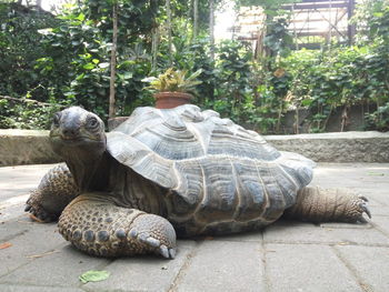 View of a turtle in the ground