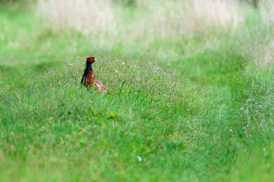 Bird on a field