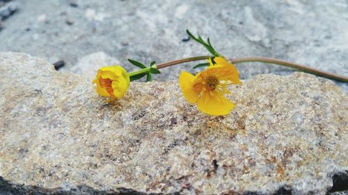 Close-up of flowers