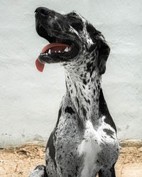 Close-up of a dog looking away