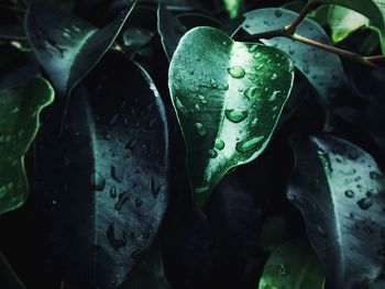 Close-up of raindrops on leaf