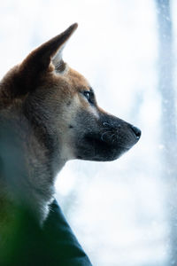 Close-up of a dog looking away