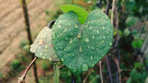 Close-up of water drops on leaf