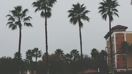 Low angle view of palm trees