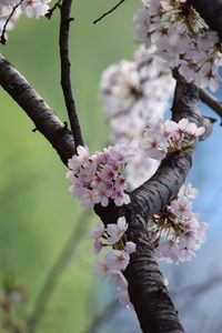 Close-up of cherry blossom tree