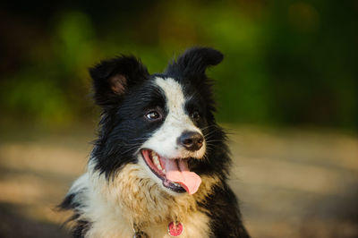 Close-up of dog sticking out tongue outdoors