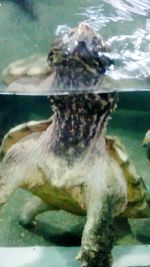 Close-up of turtle in aquarium