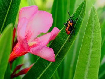 Close-up of insect on pink flower