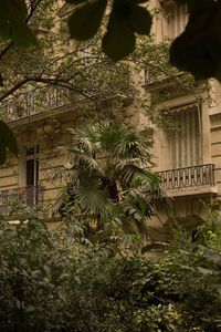 Low angle view of palm trees and building