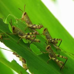 Close-up of insect on leaf