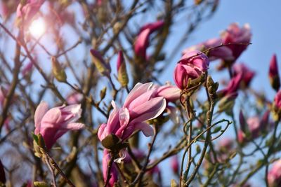 Close-up of pink magnolia on branch