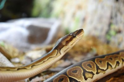 Close-up of a lizard