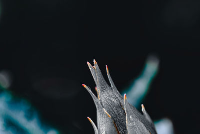 Close-up of plant against blurred background