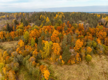 Aerial view on the various trees with orange, yellow and green leaves. cloudy sky.