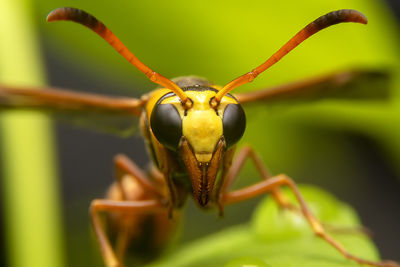 Close-up of insect on leaf