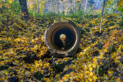 Directly above shot of trees in forest