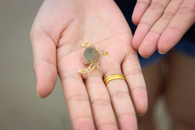 Close-up of hand holding small