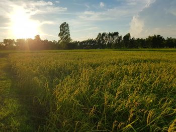 Scenic view of field against sky during sunset