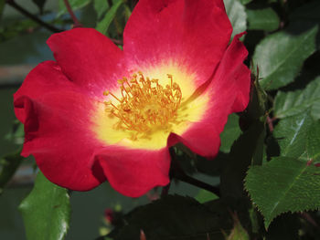 Close-up of red flower blooming outdoors