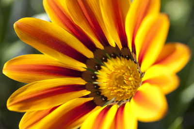 Close-up of yellow flower