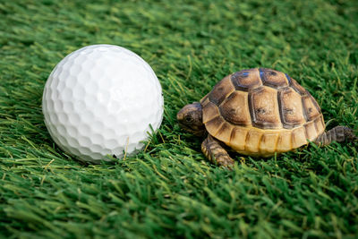 Close up of a young hermann turtle on a synthetic grass with golf ball - macro, selective focus